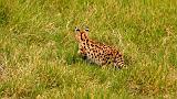 TANZANIA - Ngorongoro Crater - 26 Serval